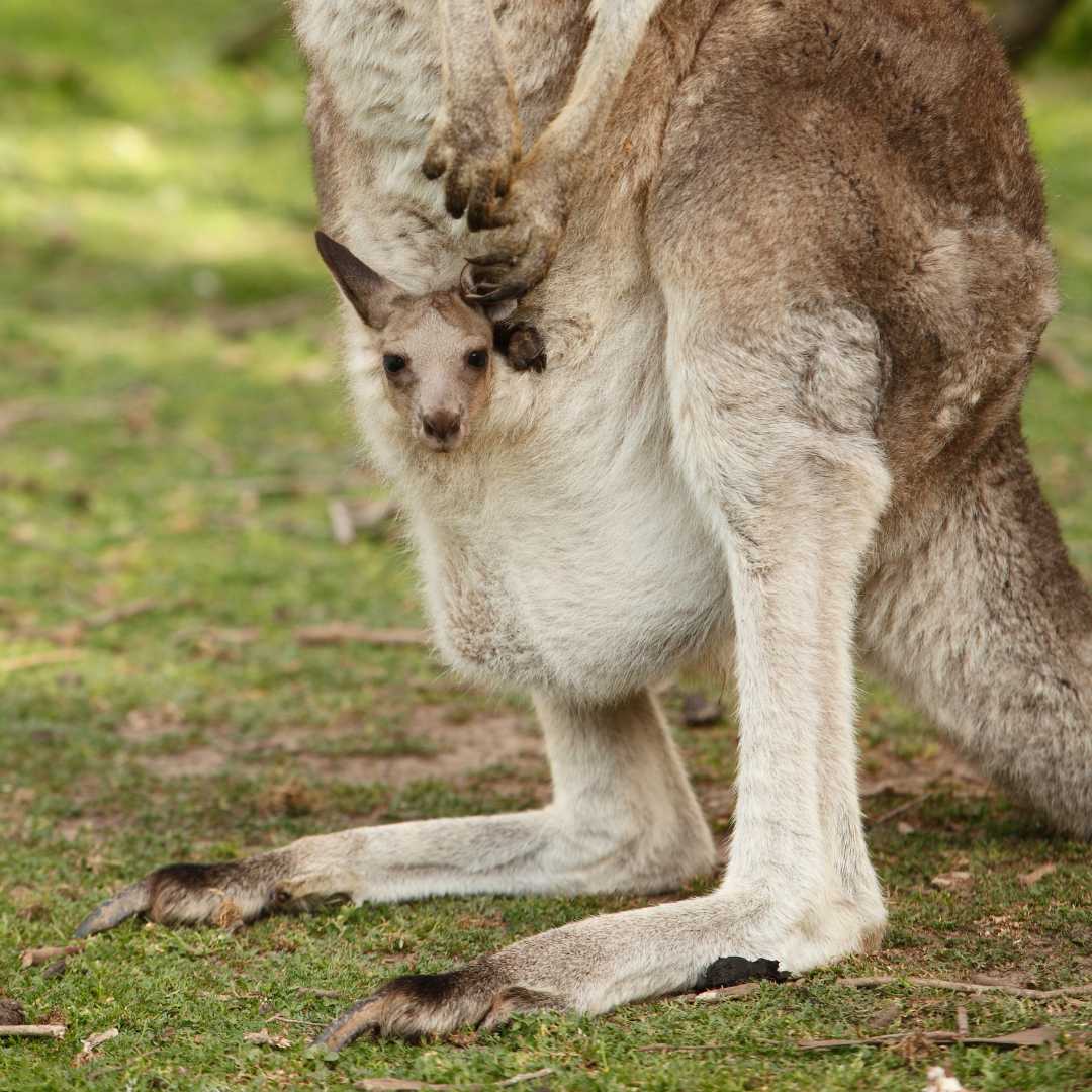 Кенгуру с детенышем в Австралии