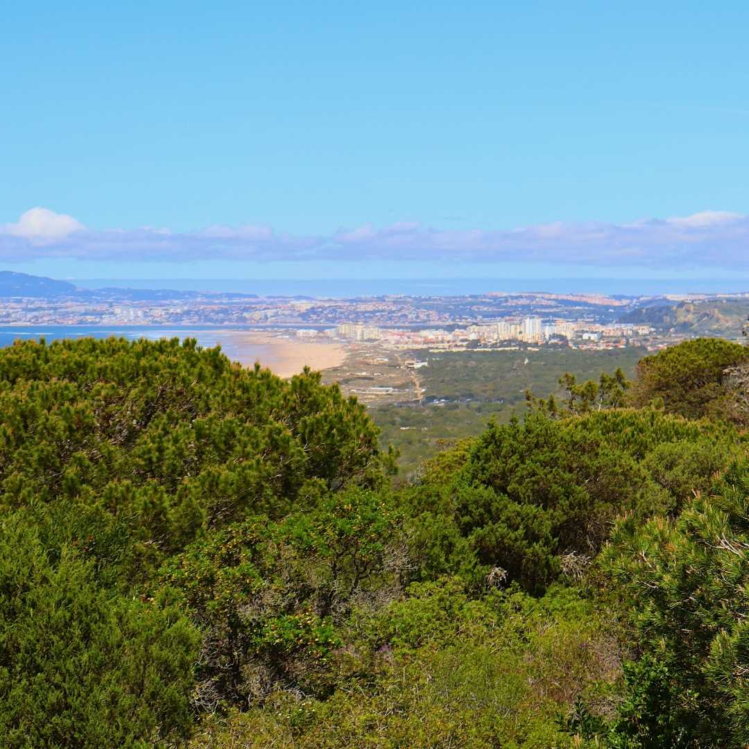 Blick über Costa da Caparica, Portugal, von einem Aussichtspunkt im Mata Nacional dos Medos. Die Kiefern des Waldes rahmen diese Aussicht ein.