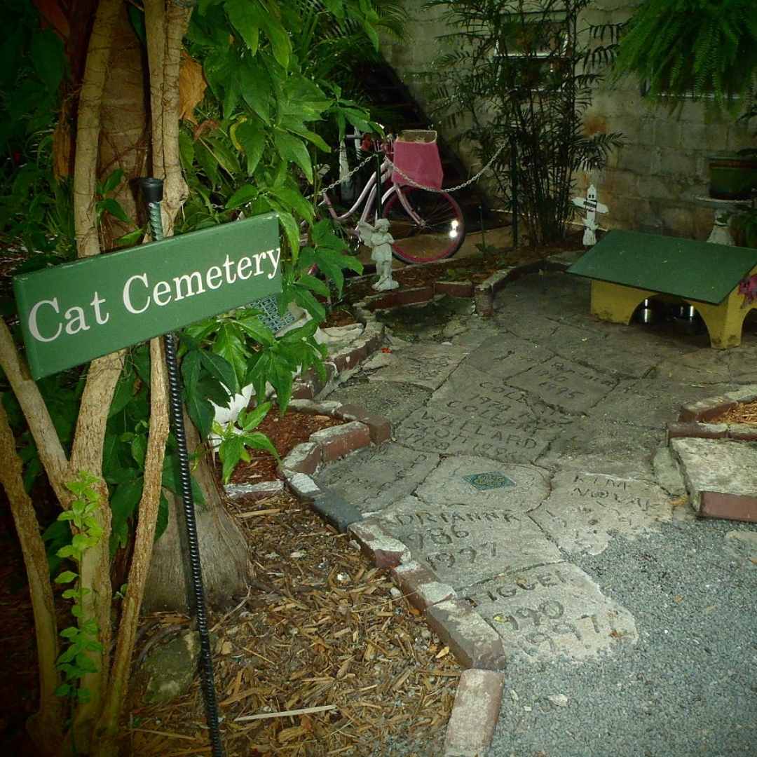Cats' cemetery