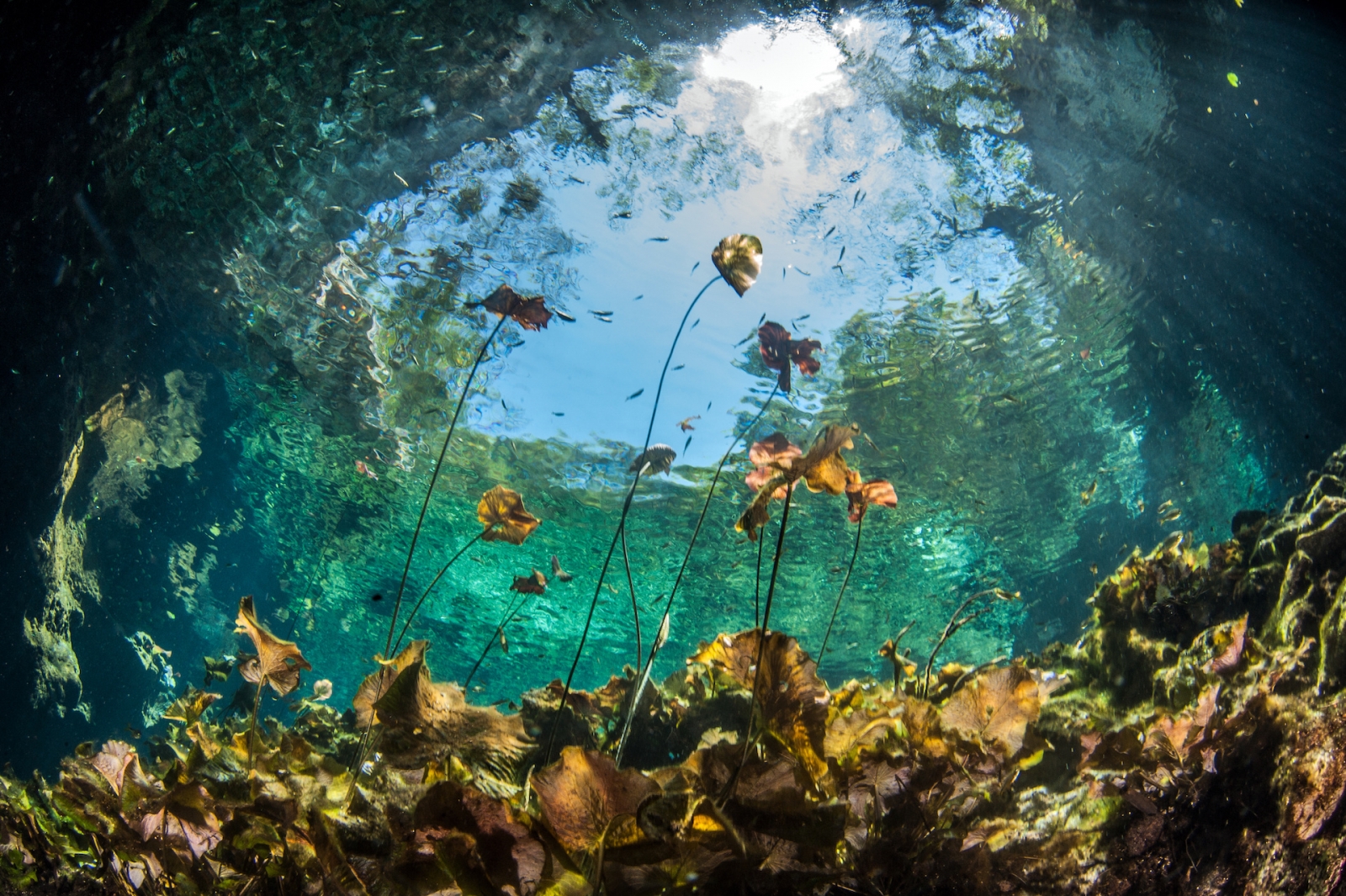 Tauchen in der Cenote Nicte Ha in Yucatan, Mexiko Von Michael Bogner