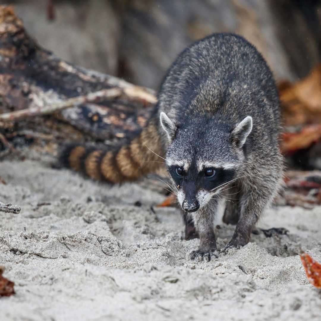 Raccoon surching for food on the beach of Manuael Antonio National Park in Costa Rica
