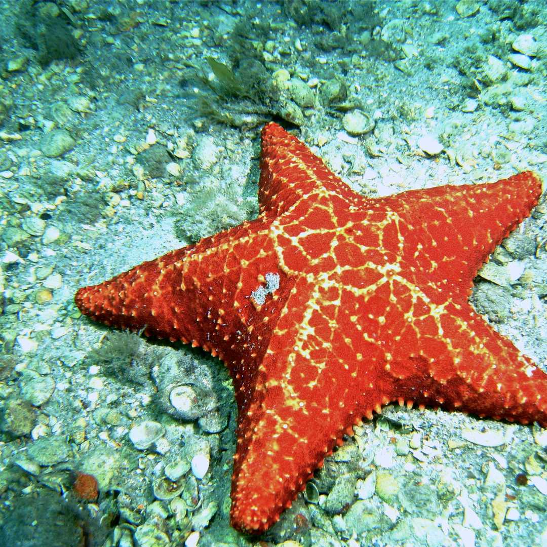 estrella de mar roja