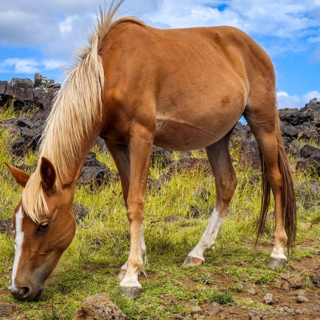 Лошадь на острове Пасхи