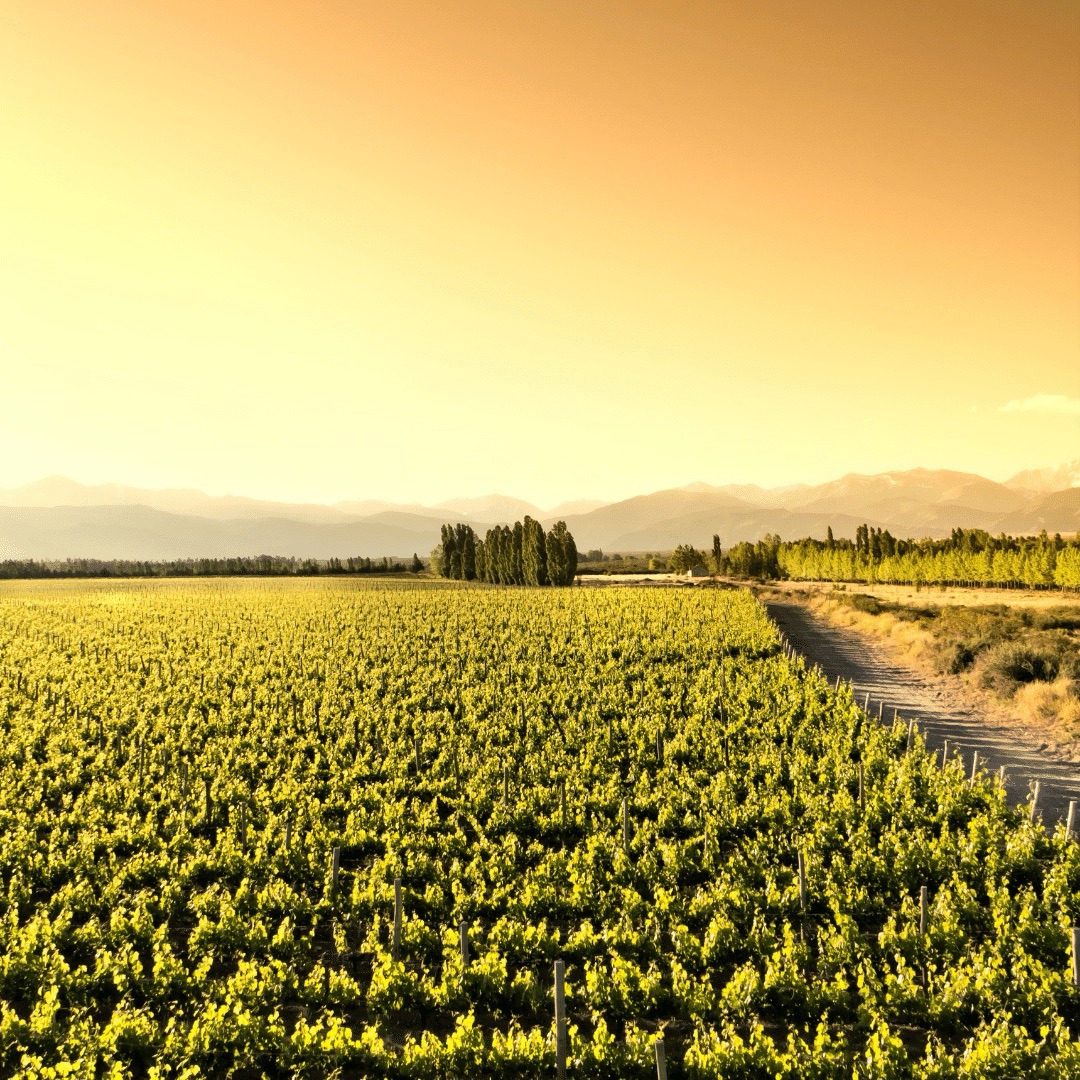 Sunset in vineyards at the foot of the Andes, Tupungato, Mendoza, Argentina