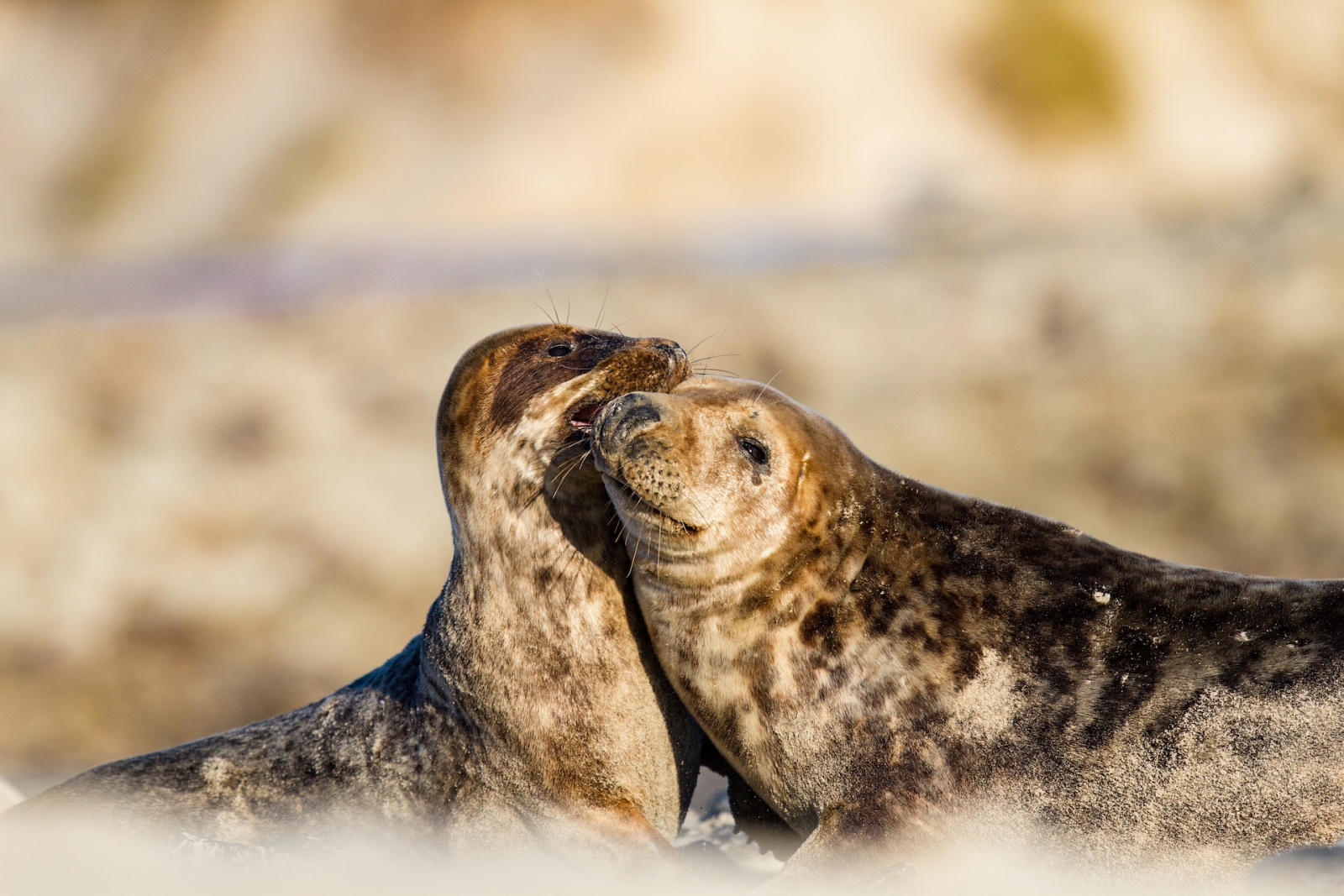 Focas grises (Halichoerus grypus) en Helogland, Alemania