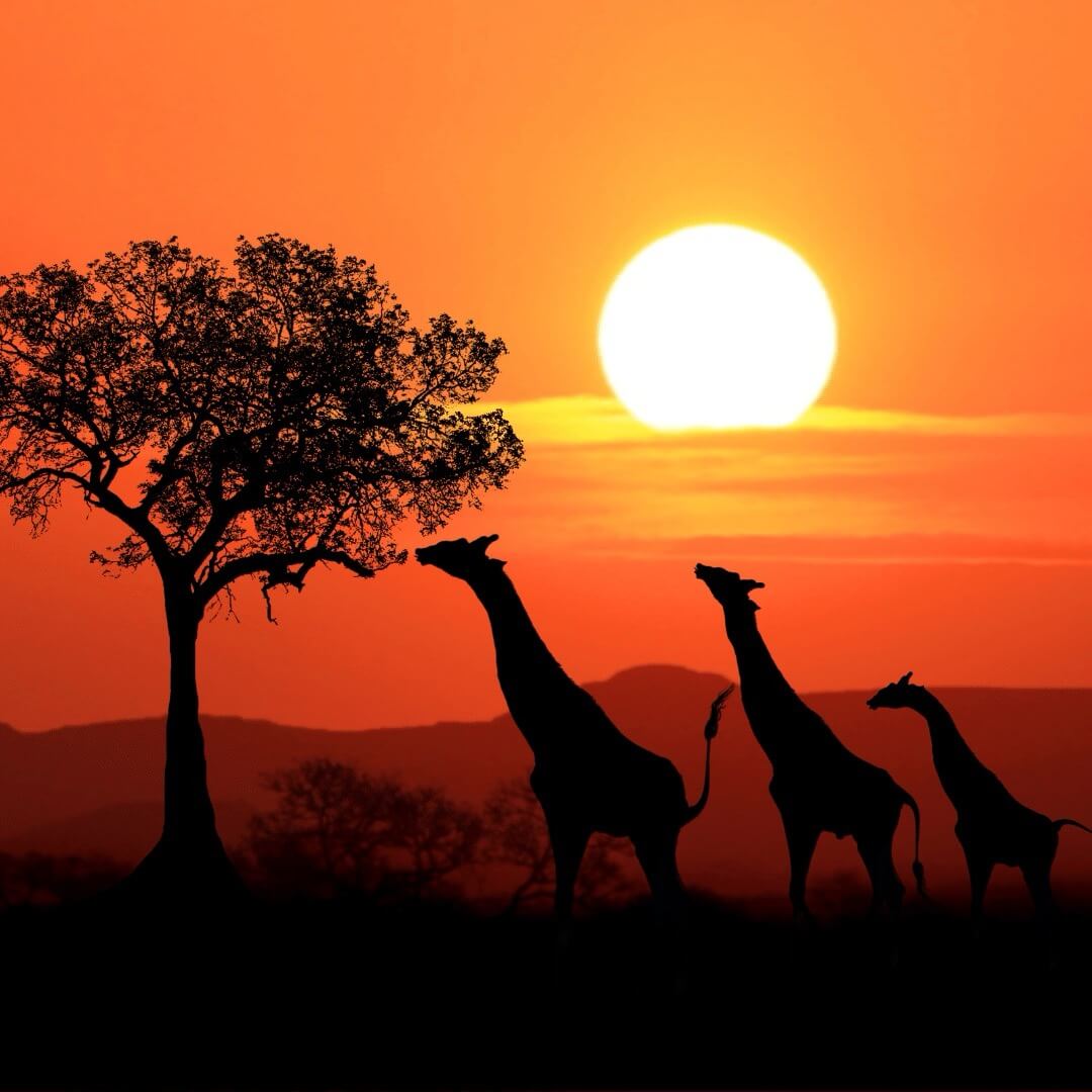 Südafrikanische Giraffen bei Sonnenuntergang in Kenia, Afrika