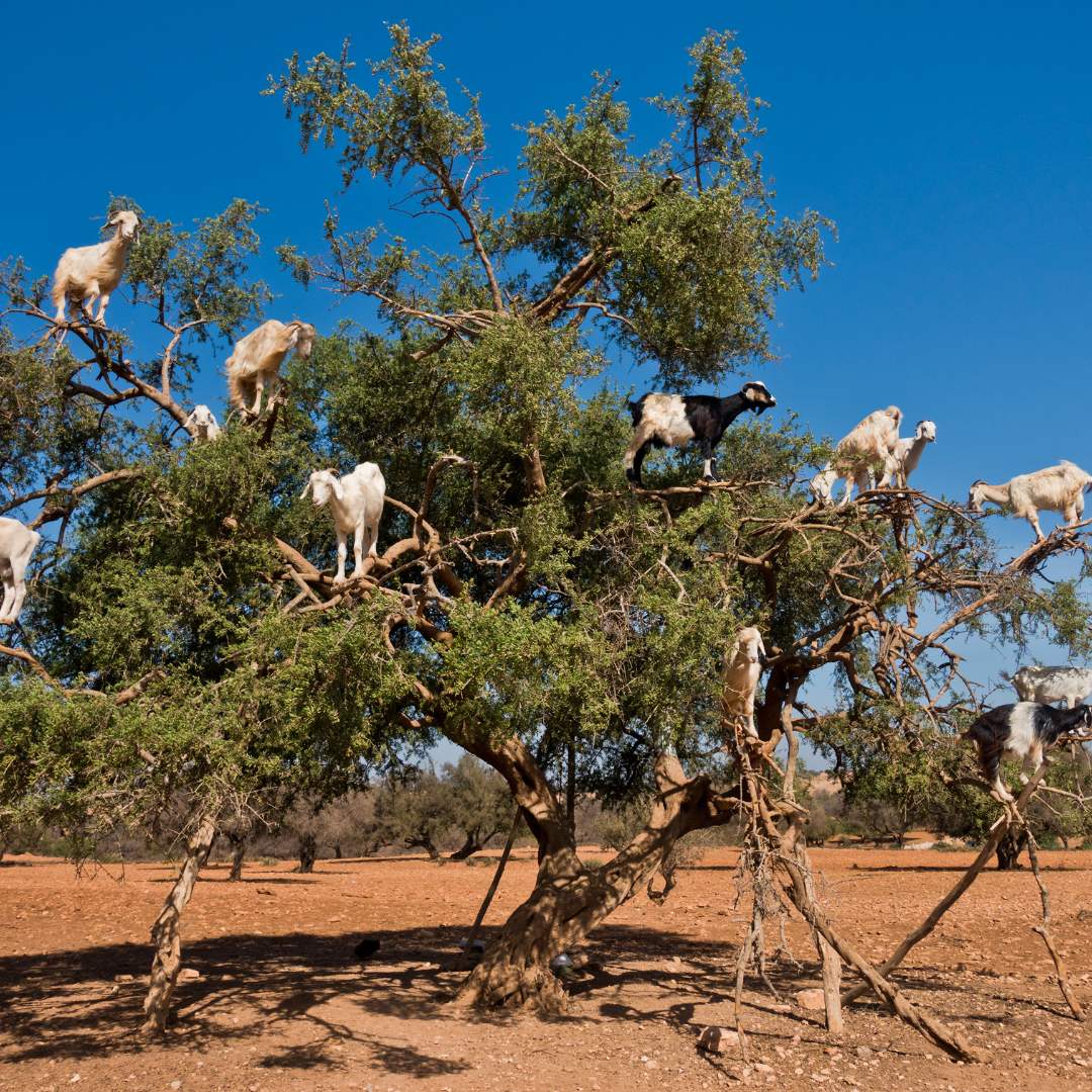 Heard of goats climbed on an argan tree on a way to Essaouira, Morocco