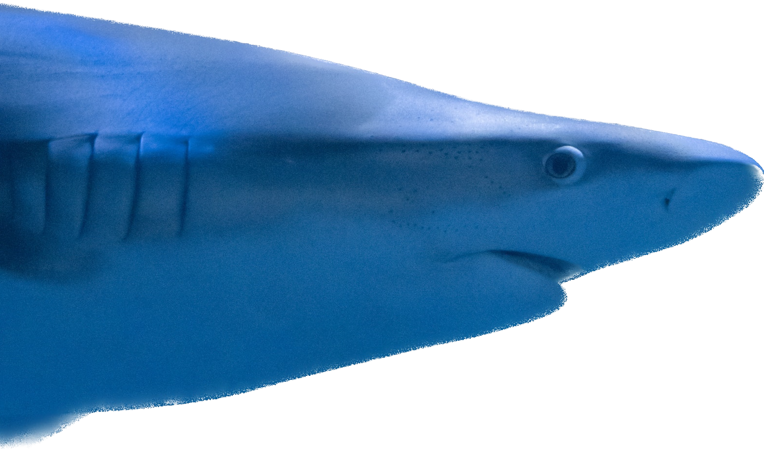 Акула из Океанографического парка в Валенсии