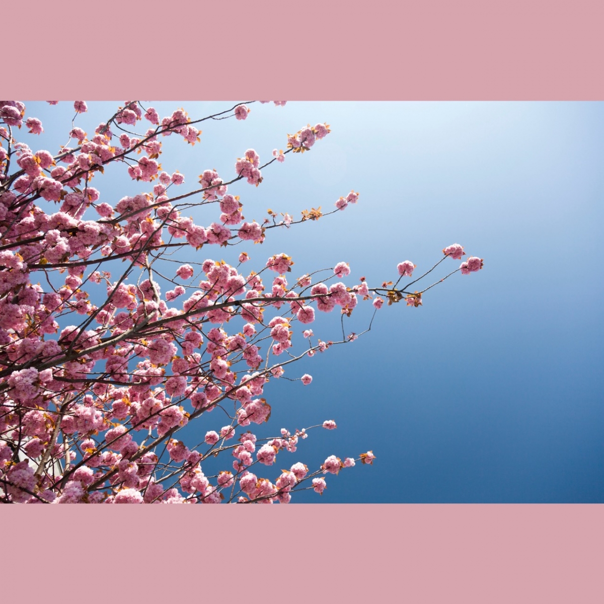Sakura blossom in Le Havre