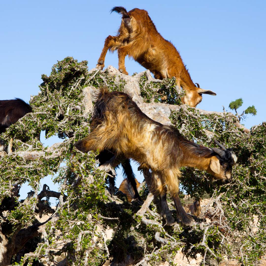 Cabras en árbol de argán en Marruecos