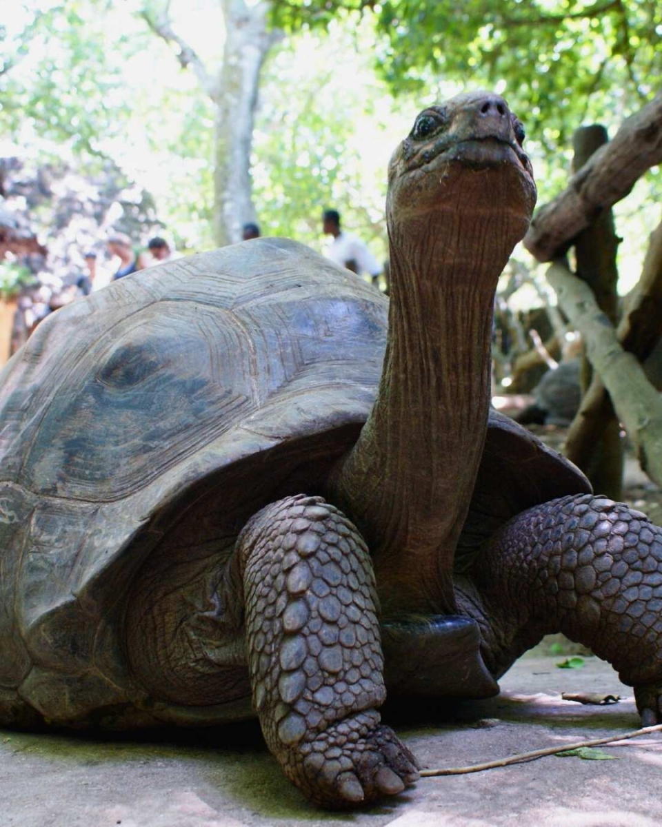 Die Riesenschildkröten von Prison Island