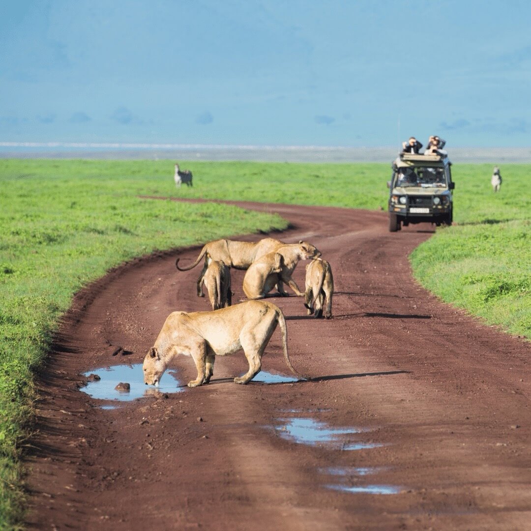 Leones bebiendo en la carretera en un safari africano con vehículos y turistas en segundo plano.