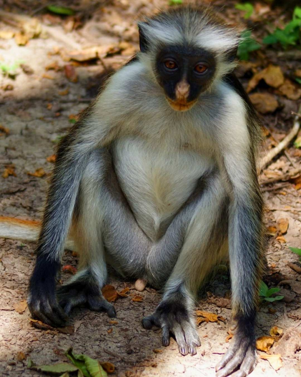 Sansibar-Rote Colobus-Affen