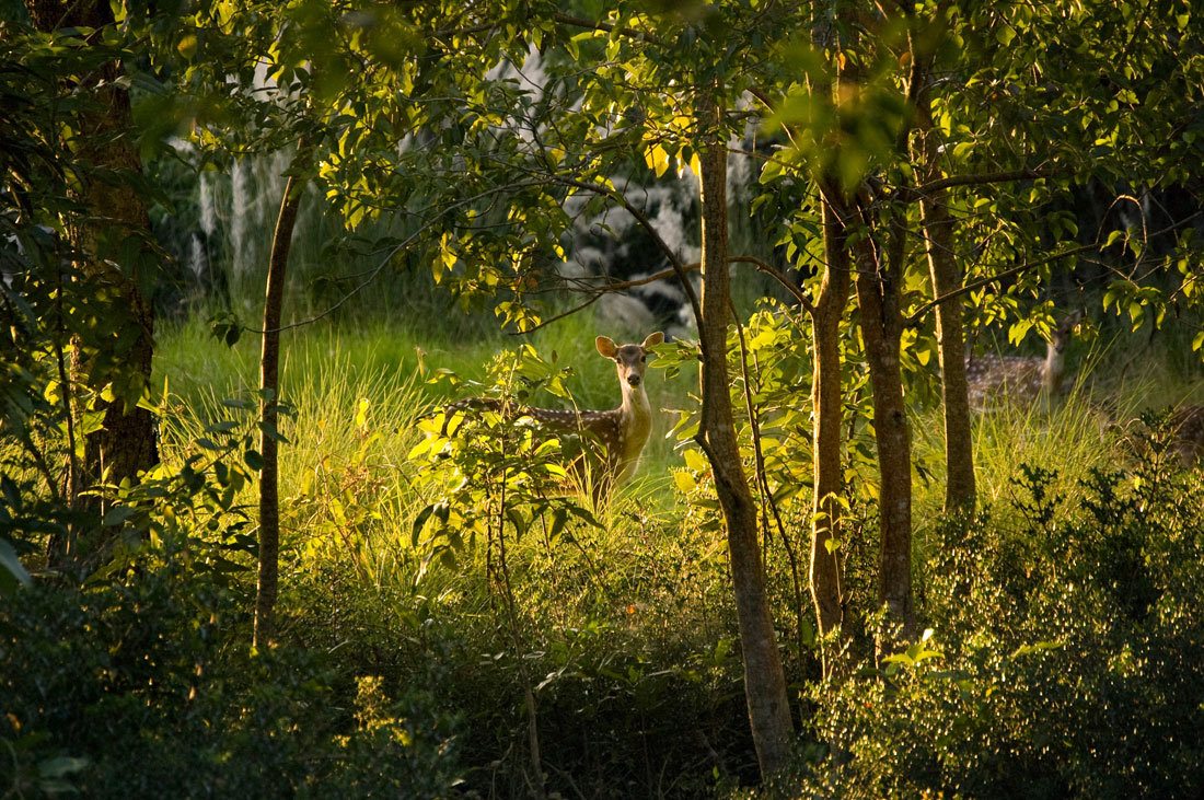 The Sundarbans is very popular among botanists for its plant habitat.