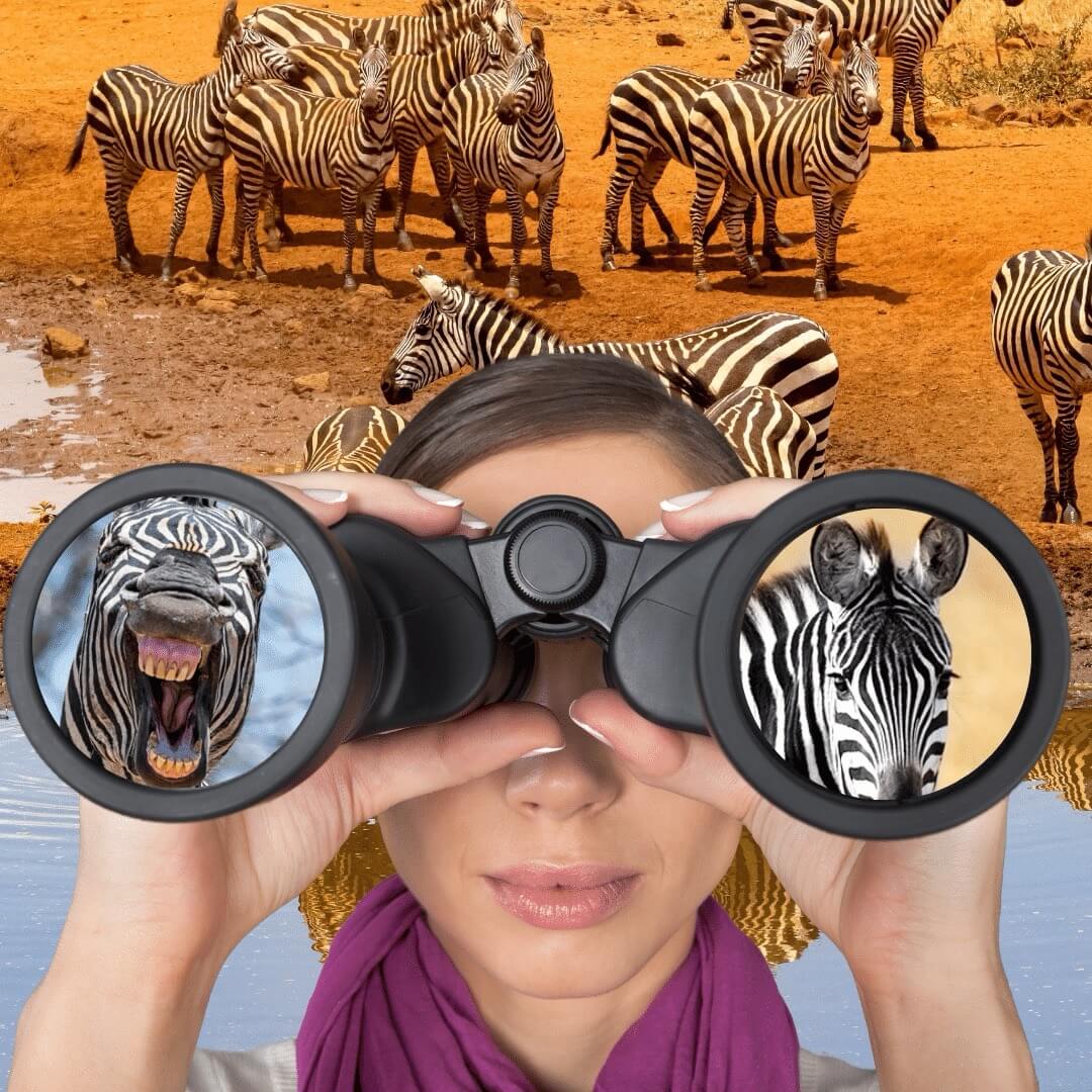 La chica de safari observa con binoculares las cebras en un pequeño lago.