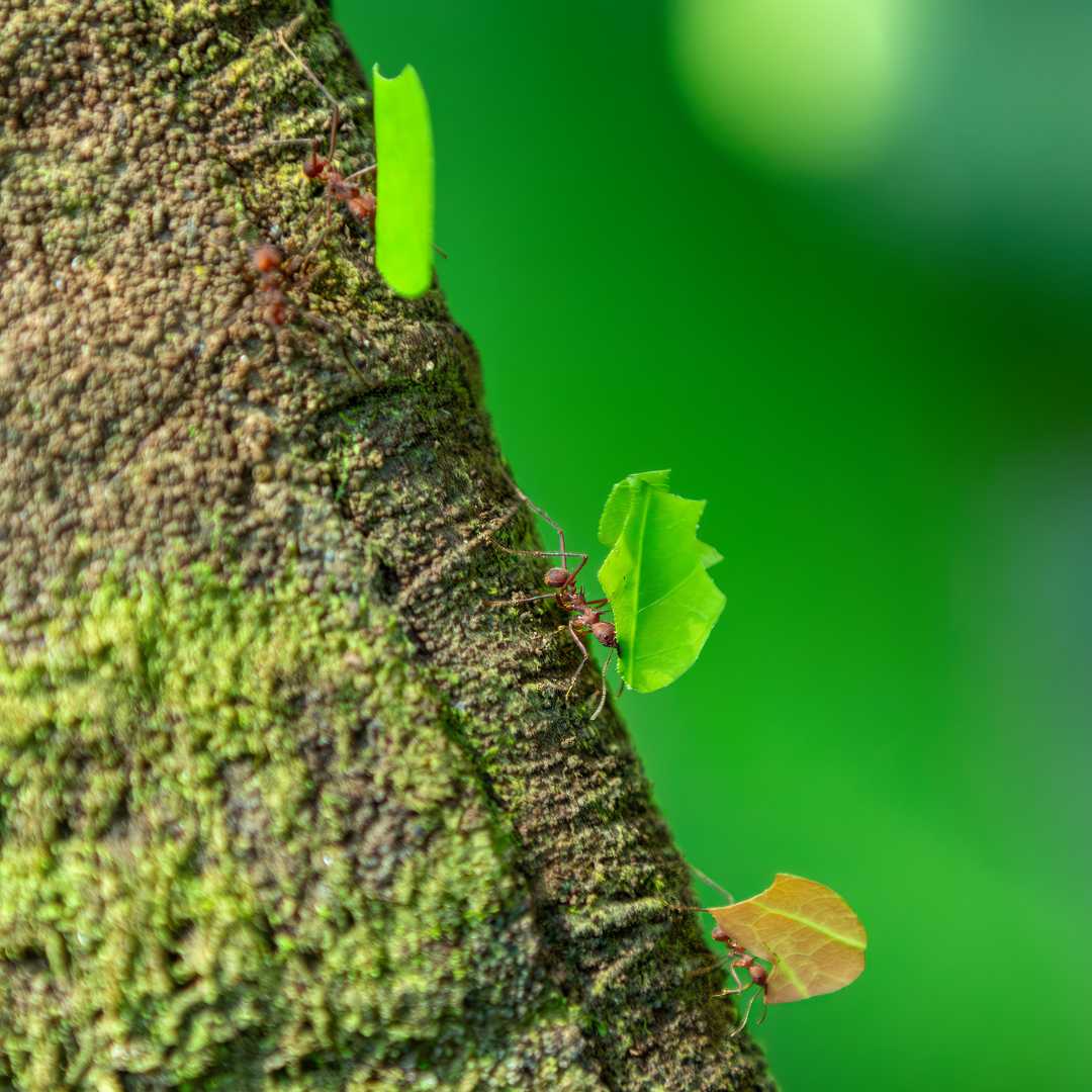 Fourmi coupeuse de feuilles, Atta cephalotes, Parc national Manuel Antonio, faune du Costa Rica