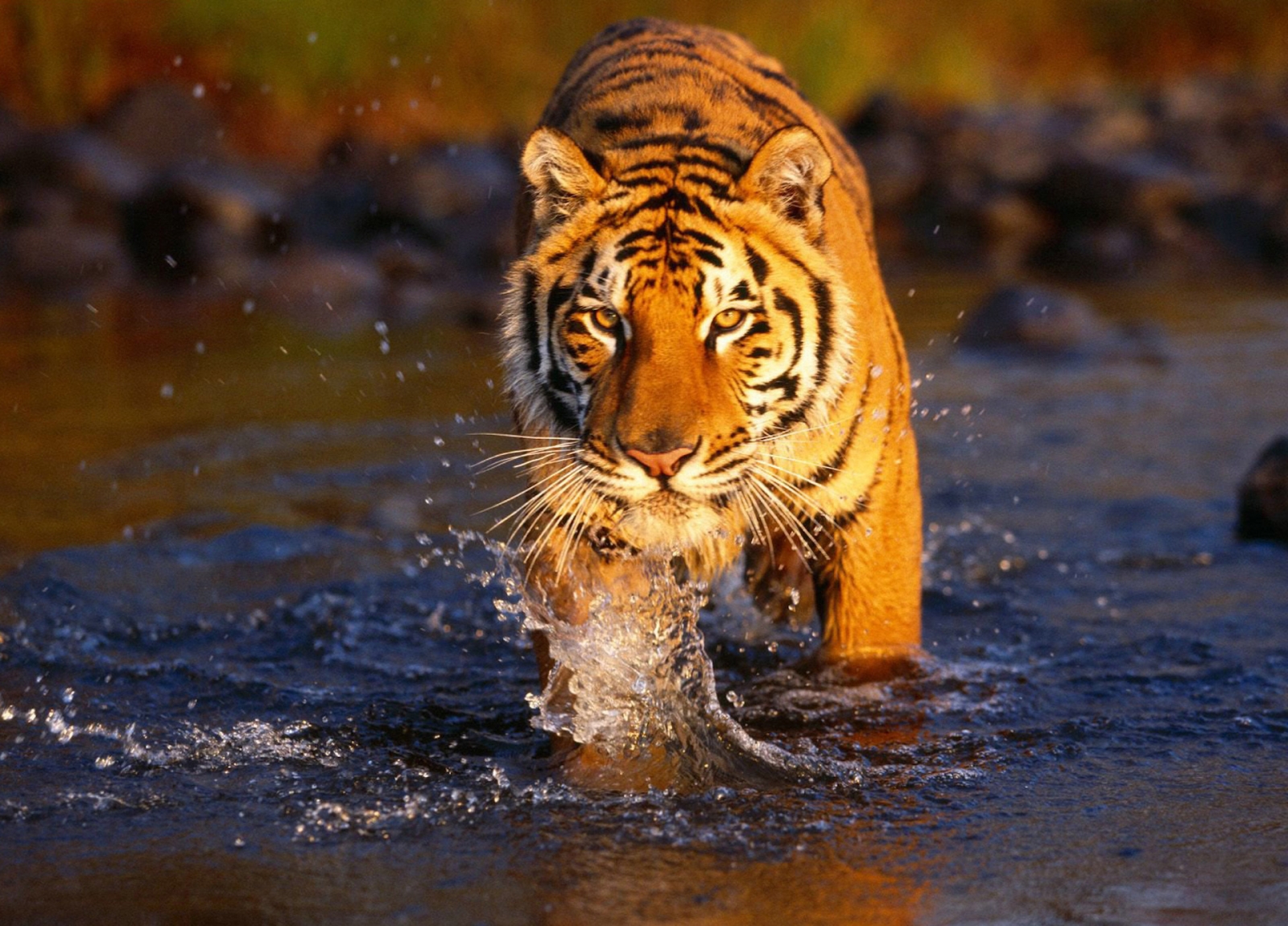 royal bengal tiger in sundarban