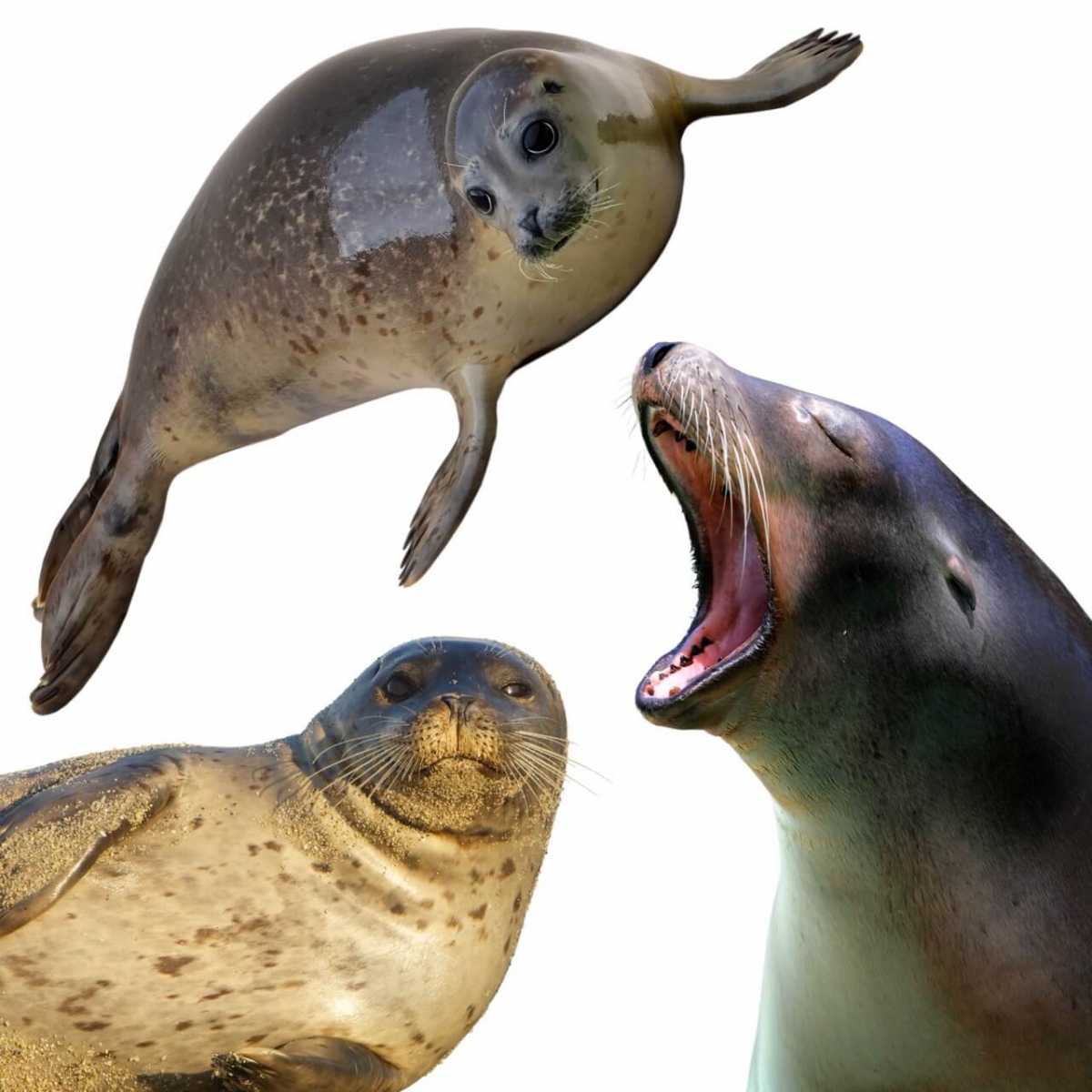 тюлени в Северном море