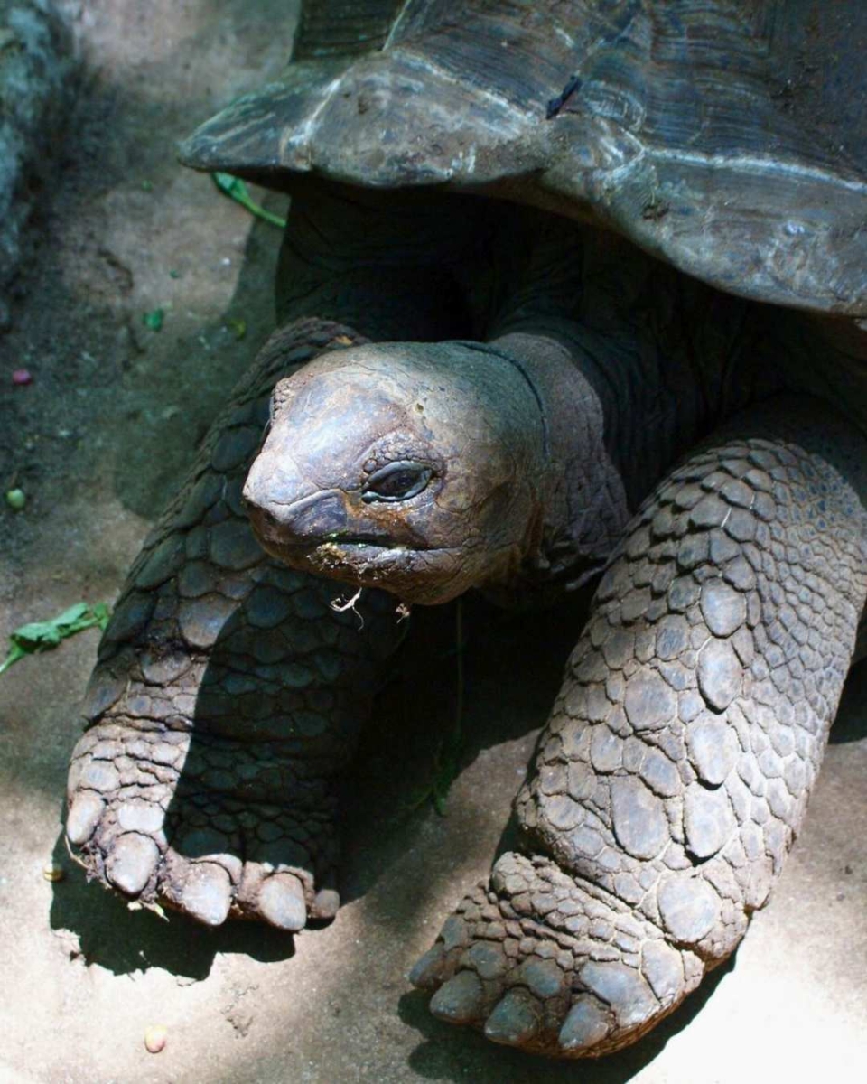 Die Riesenschildkröten von Prison Island