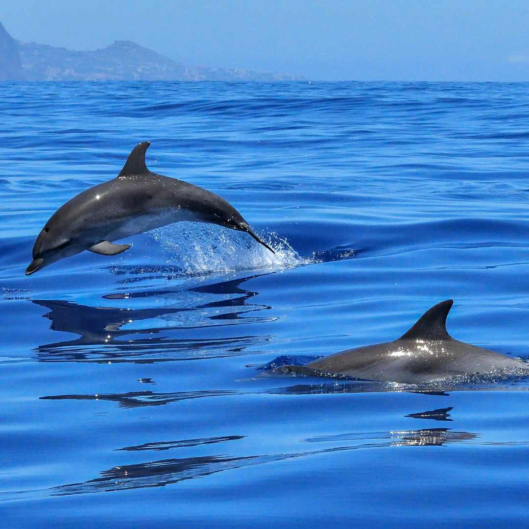Delfines de Key West