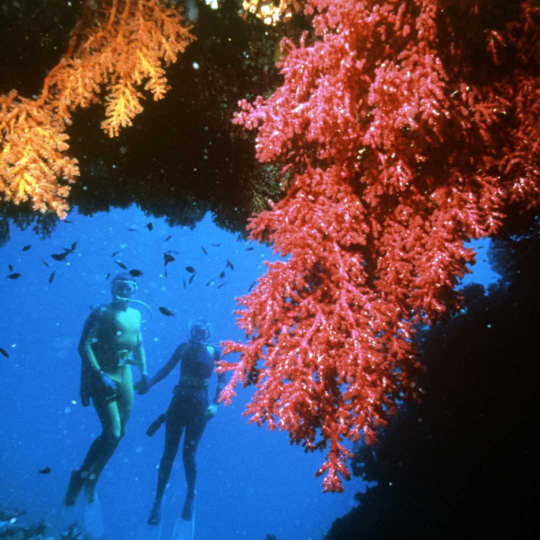 Immersioni nella Grande Barriera Corallina