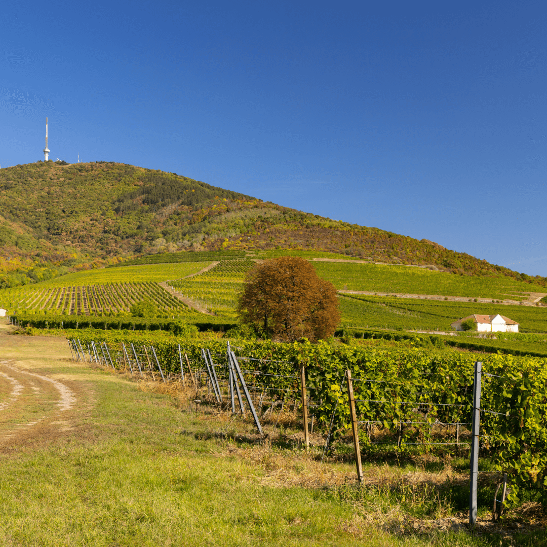 Осенний виноградник и Токай-хедь (513 м), Токайский регион, Великая равнина и Север, Венгрия