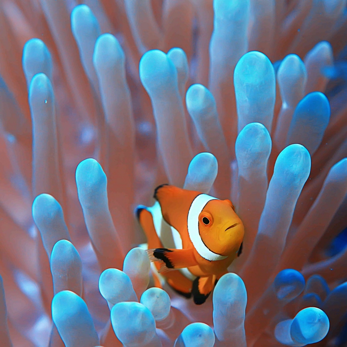 Récif de corail de poissons clowns aux Philippines