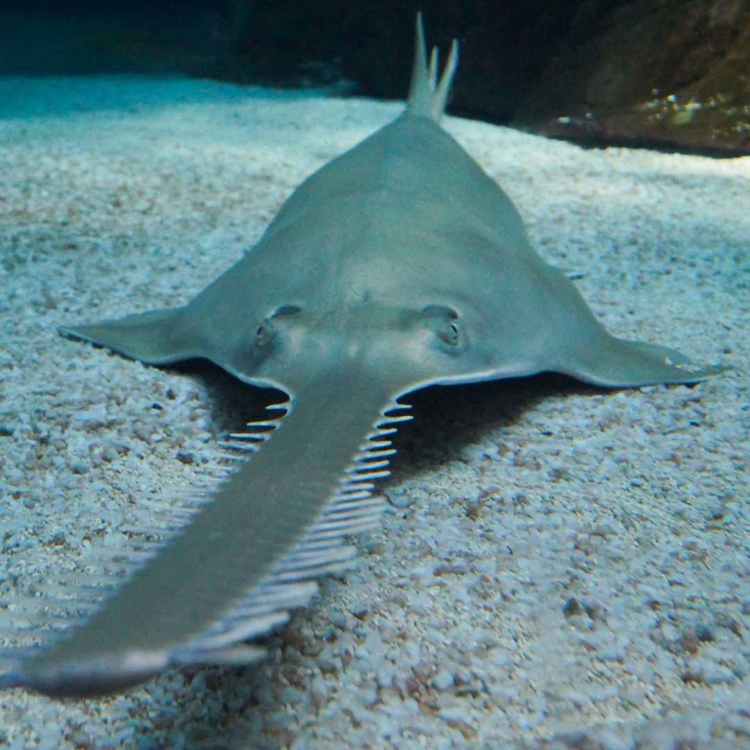 Sawfish - the most notable feature is certainly the rostrum, a cephalic extension bordered on both sides by placoid scales
