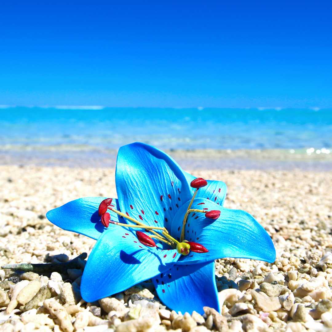 Un fiore sulla spiaggia di Bora Bora