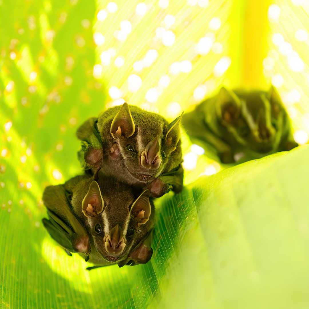 Летучая мышь-палатка Uroderma bilobatum — американская летучая мышь-листонос. Национальный парк Мануэль Антонио, дикая природа Коста-Рики