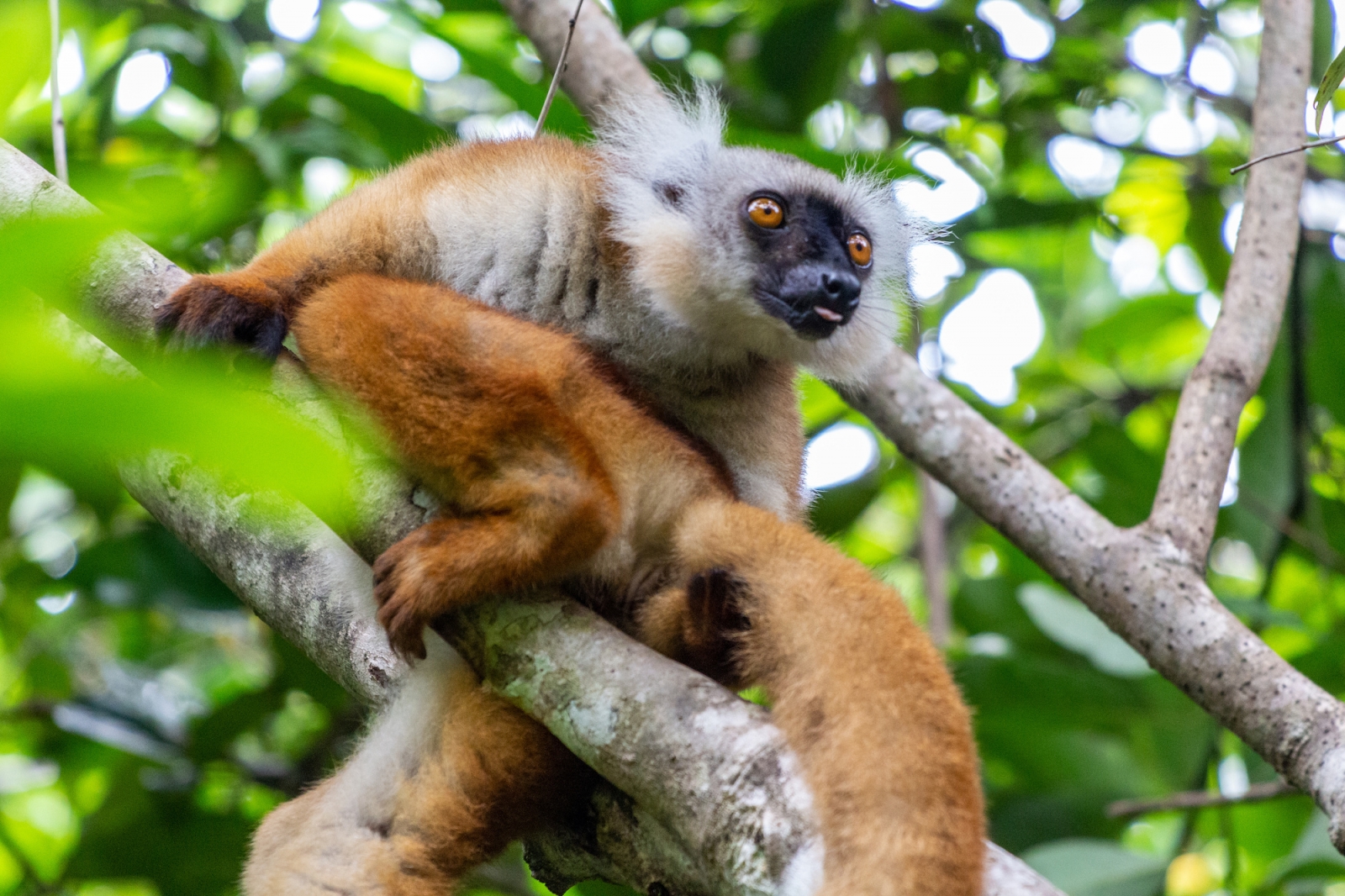 Explore the endemic fauna of Madagascar island!