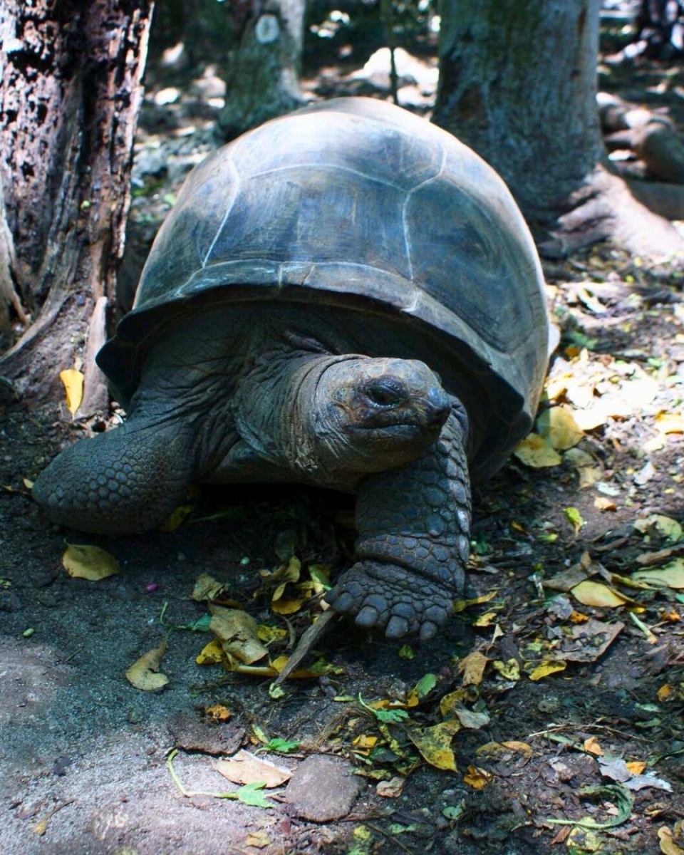 Die Riesenschildkröten von Prison Island