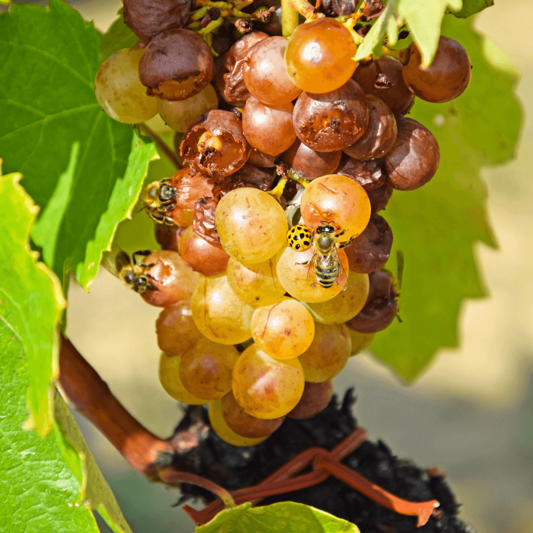Weiße Trauben für die Herstellung des berühmten ungarischen Weins Tokaji Aszu