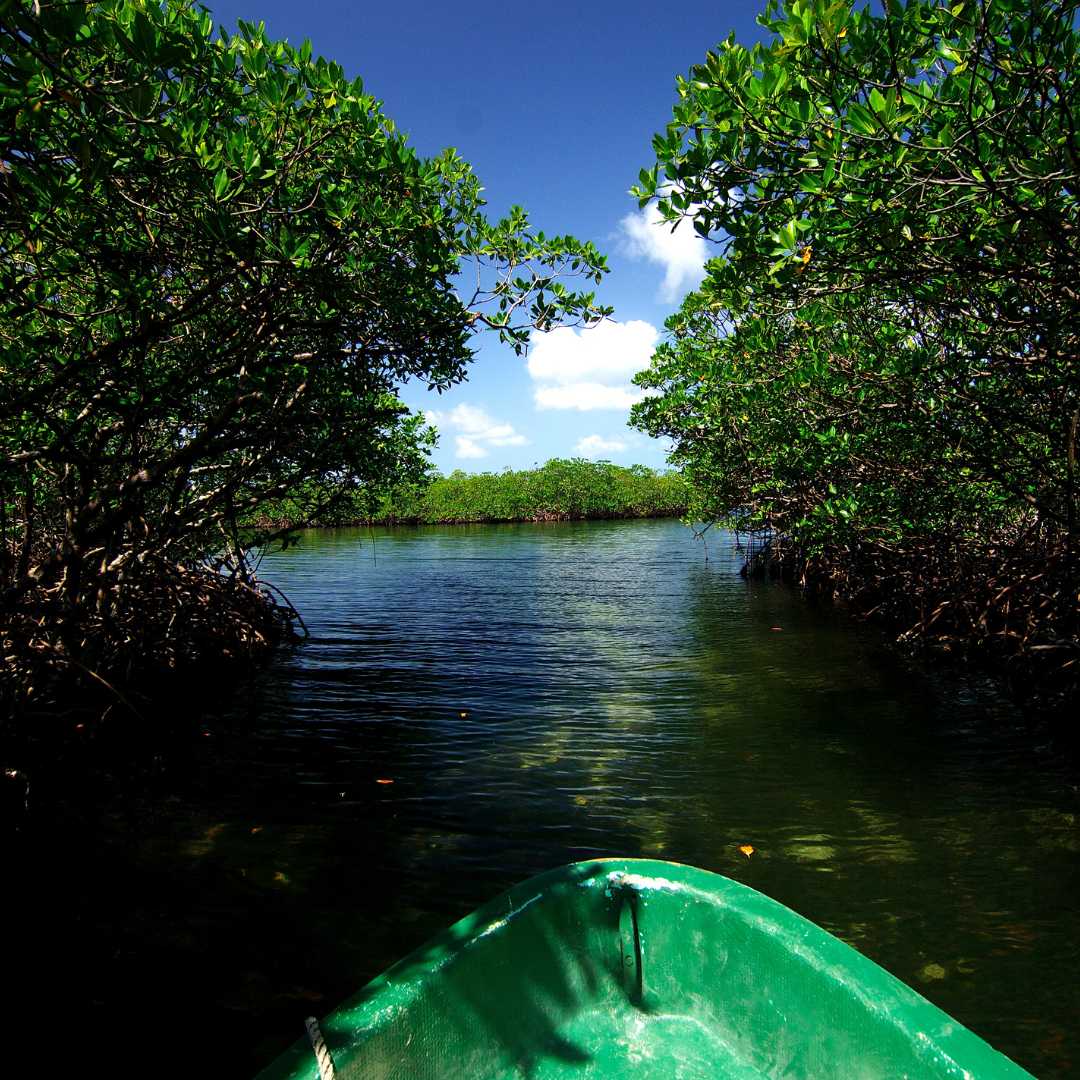 Boat navigating by natural canals at mangrove swamps. Colon Island, Bocas del Toro archipelago, Panama, Caribbean, Central America