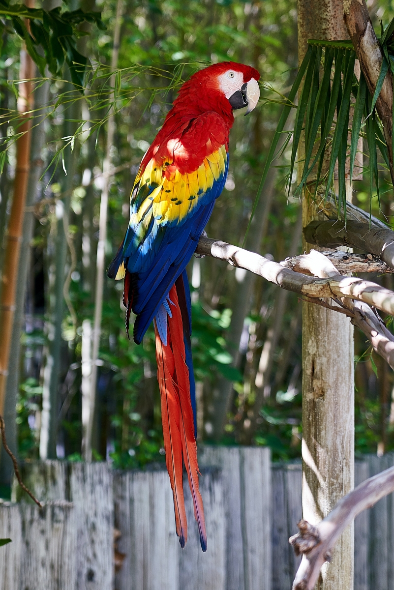 Scarlet Macaw in Peru