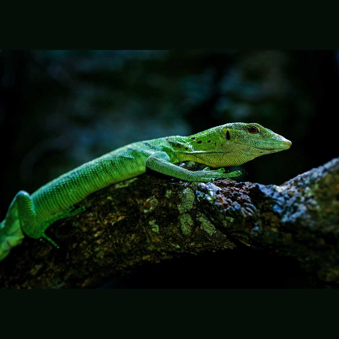 Estos hermosos lagartos monitores suelen ser de tonos verdes o incluso turquesas. Se encuentran en las selvas de Papua Nueva Guinea y algunas de las islas del Estrecho de Torres (Australia). Son trepadores de árboles muy ágiles y comen insectos, aves y mamíferos. También son bastante sociables para los lagartos monitores.