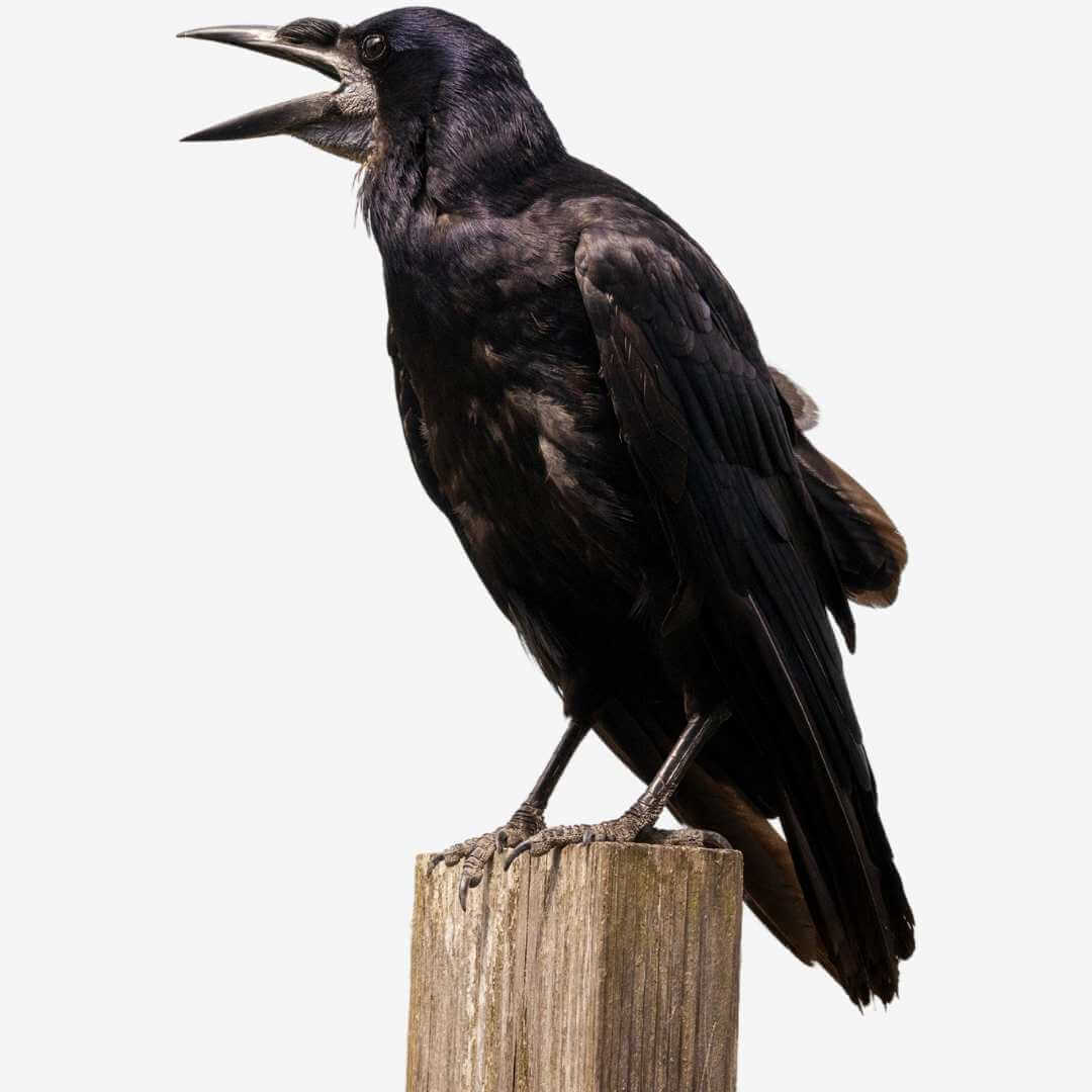 tweeting crow...