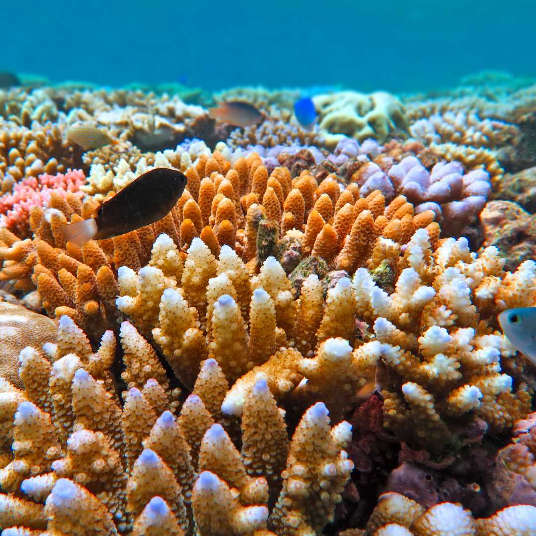 Lebende Korallenriffe und tropische Fische schwimmen unter Wasser am Great Barrier Reef Queensland, Australien