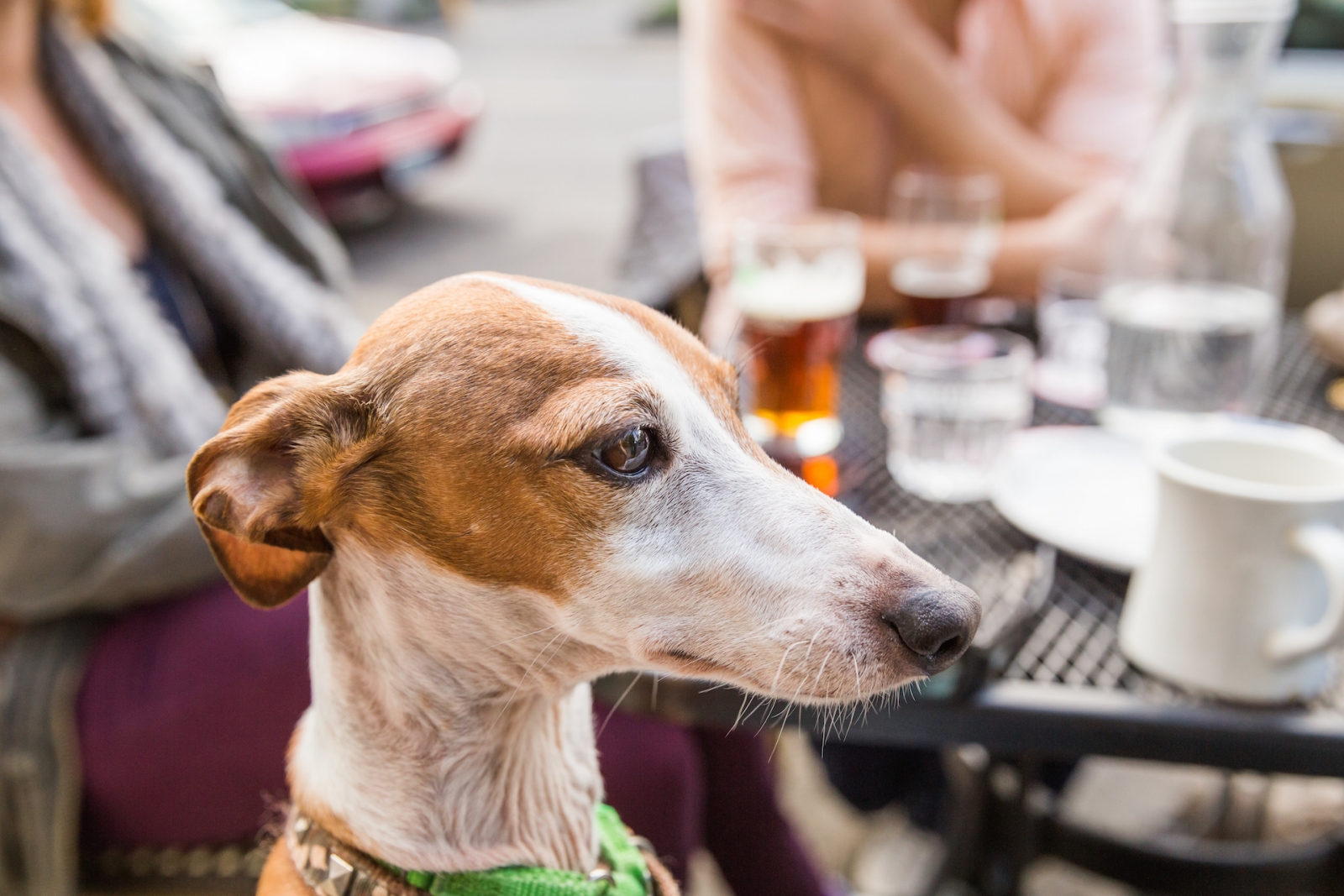 Italian Greyhound Dog at one of the beer-houses in Bremerhaven