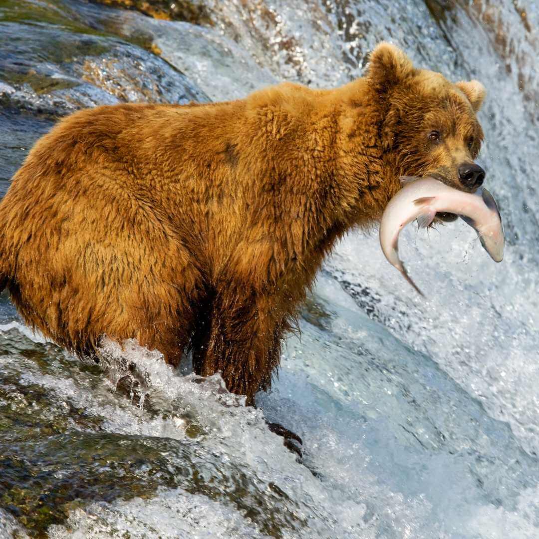 Медведь ловит рыбу на Аляске