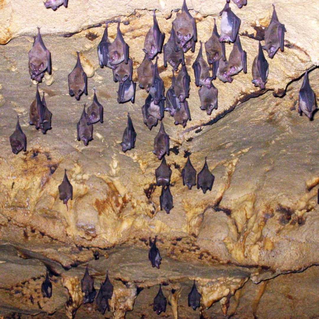 Venado Caves are a home for myriads of lovely bats!