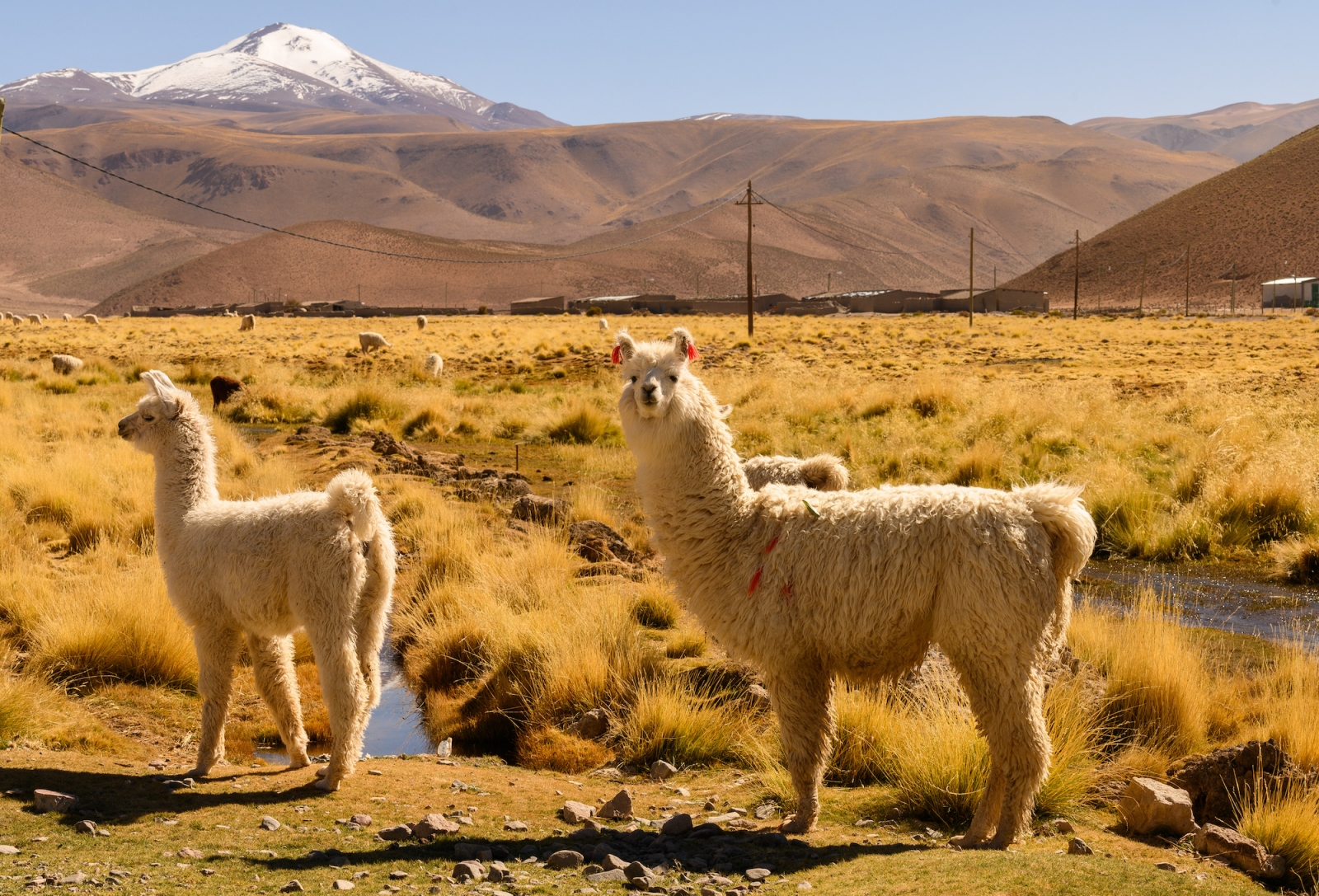 lamas in Peru