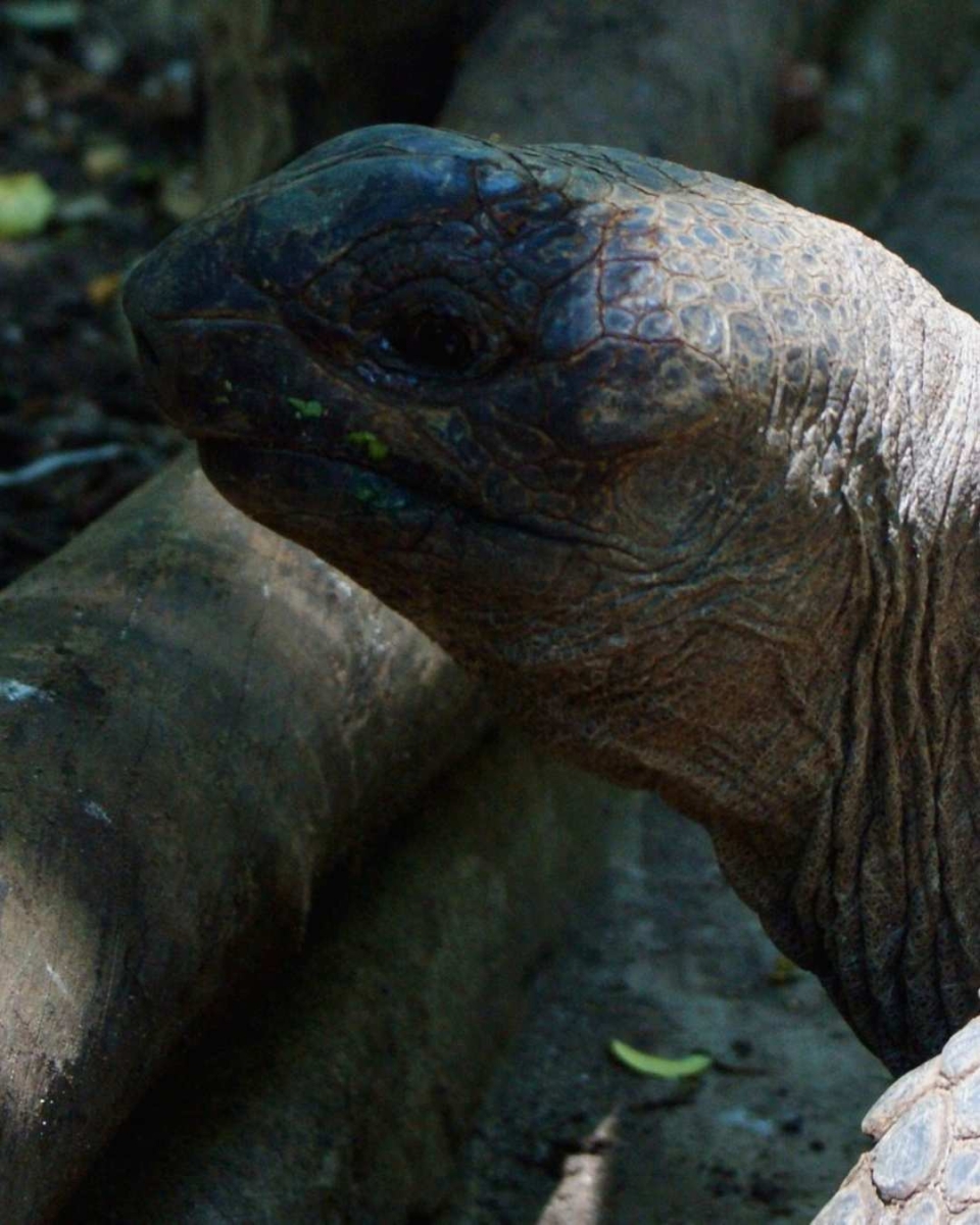 Die Riesenschildkröten von Prison Island