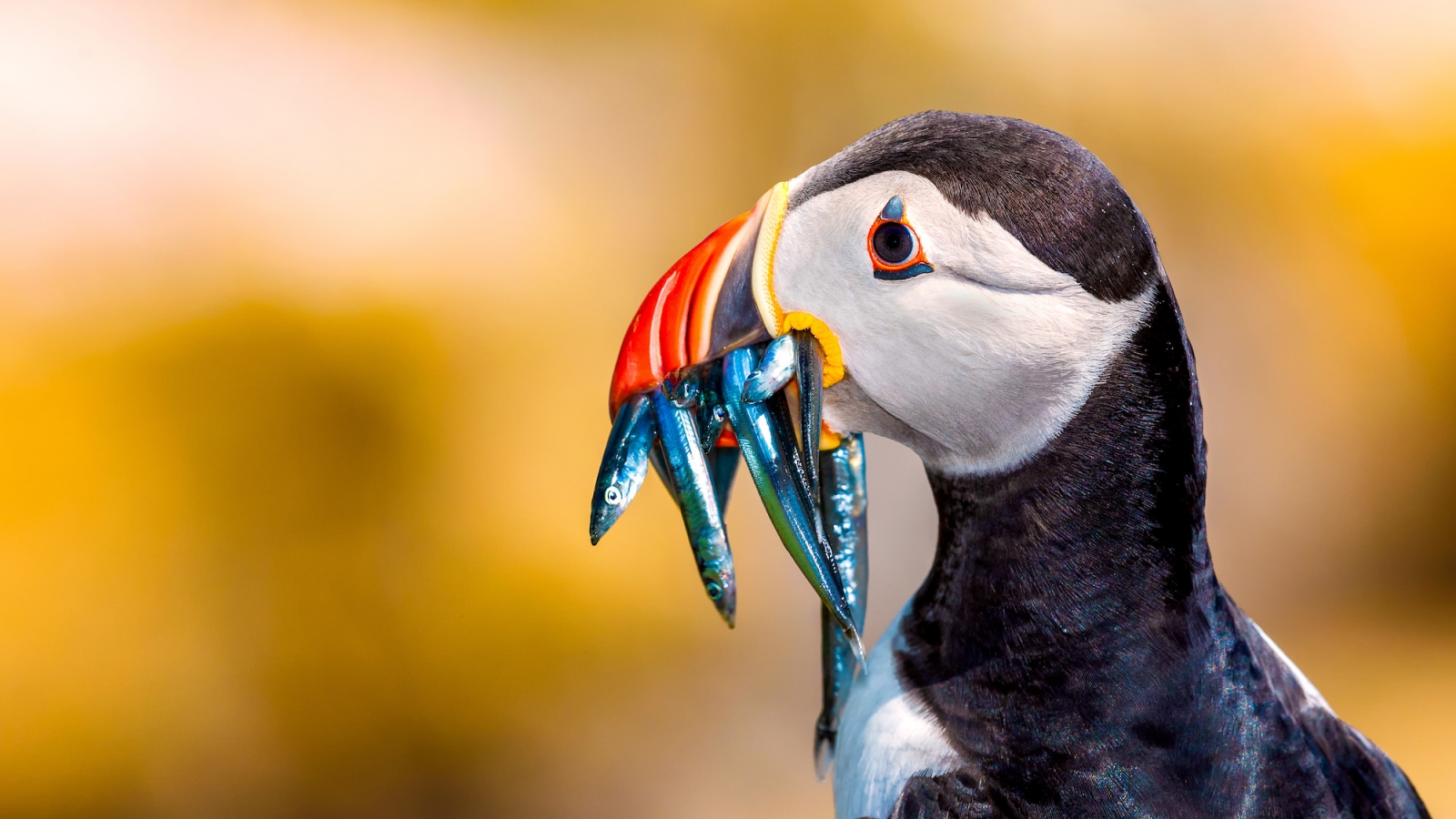 iceland bird watching tours