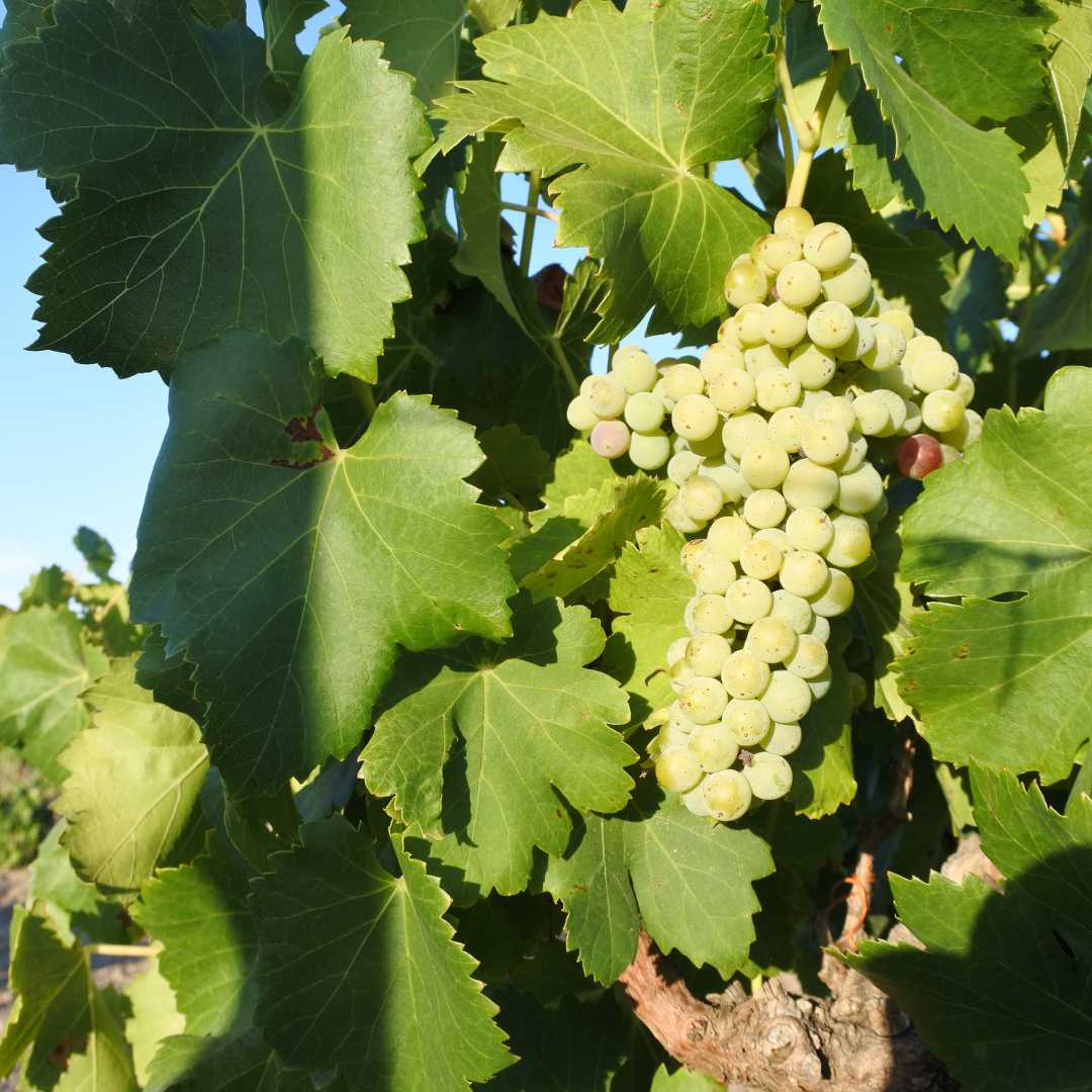 Uvas para vino que crecen en un viñedo en Swan Valley, Australia Occidental