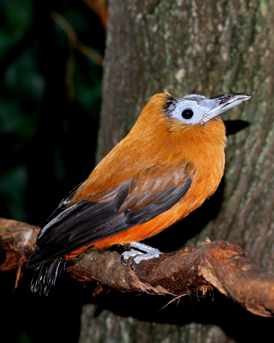calfbird or Capucinbird in Peru