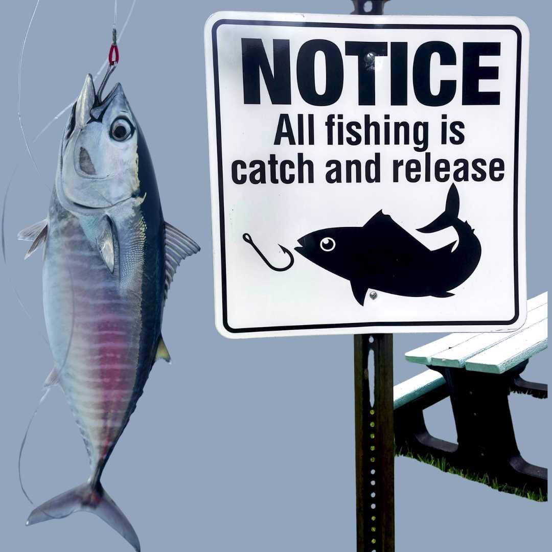 Практика ловли рыбы по принципу «поймал-отпустил».