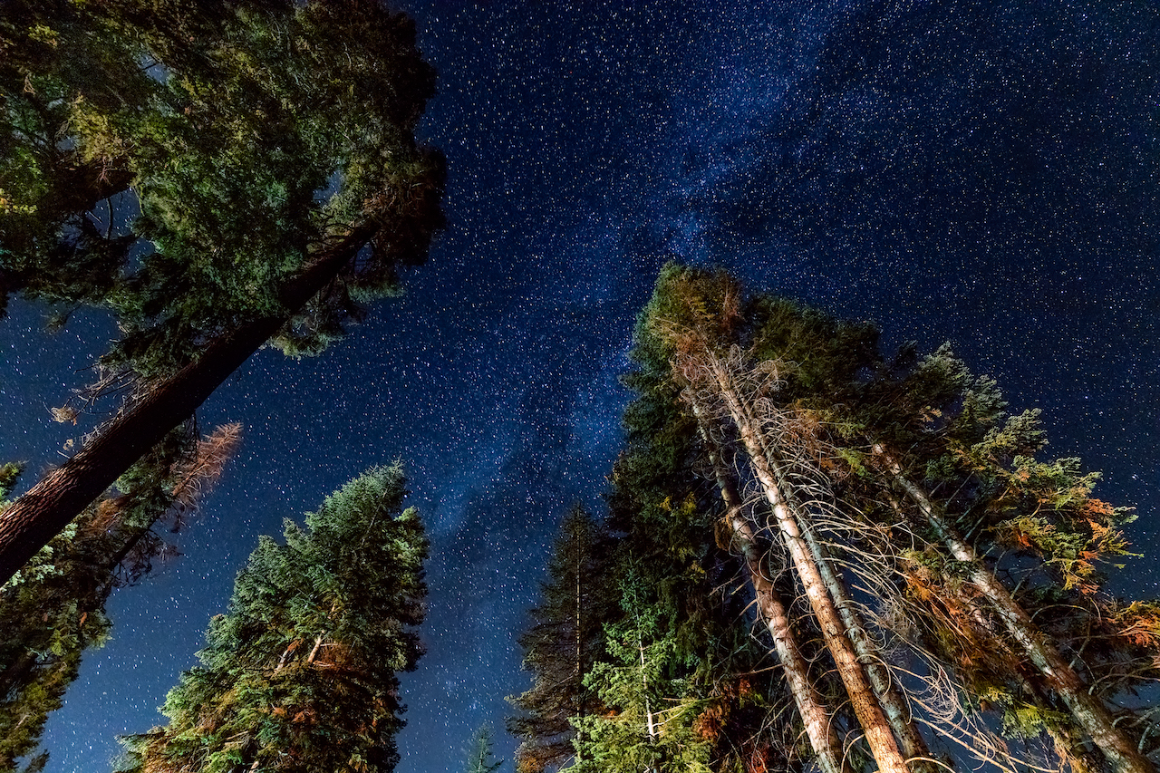 Una magnifica piccola stella tremante e splendente nel Sequoia National Park nel cielo sopra