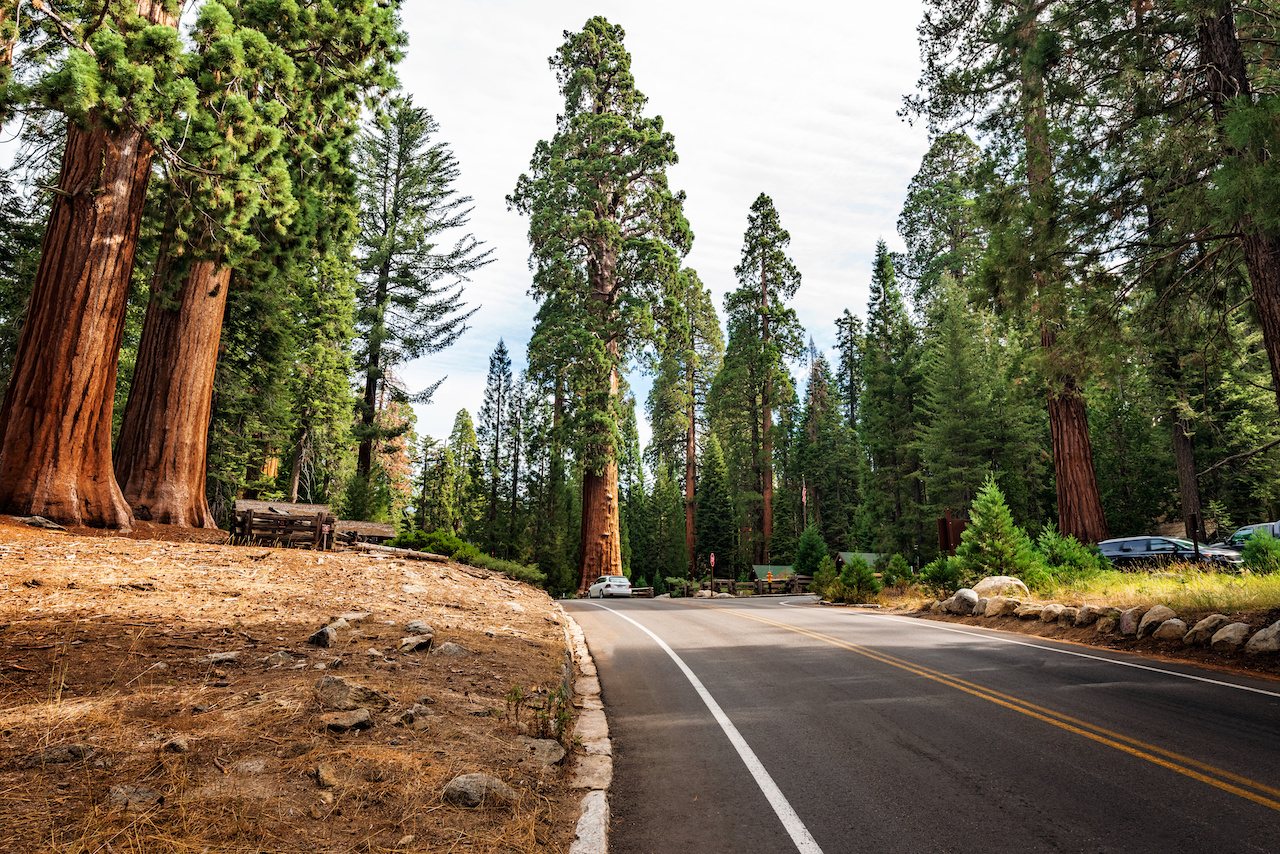 autostrada nel parco nazionale di sequoia