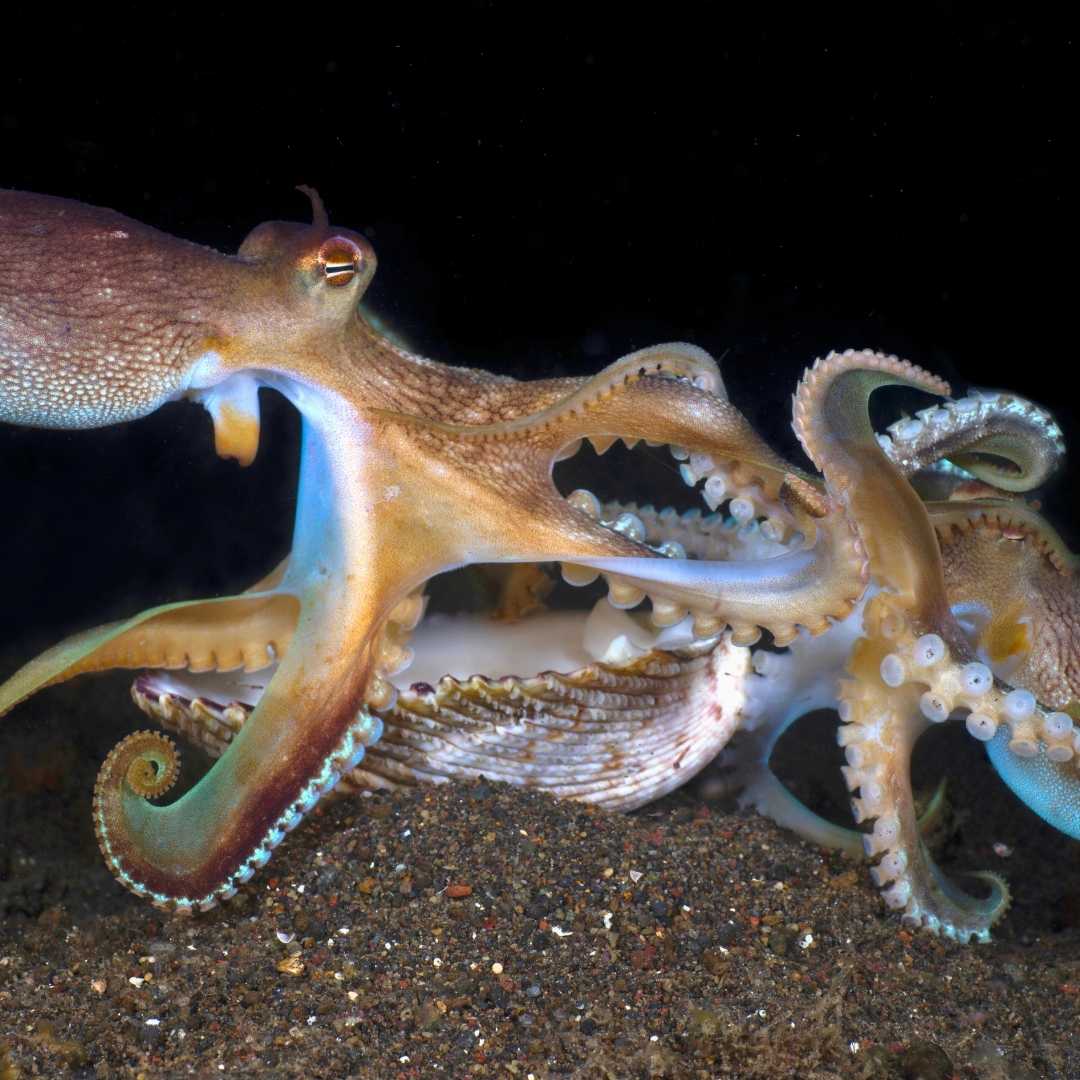 Extremely rare photo of the mating of Coconut Octopuses - Amphioctopus marginatus at night. The underwater world of Tulamben, Bali, Indonesia